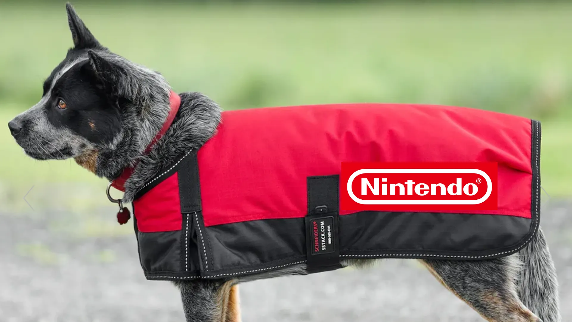 Chú chó trong chiếc áo khoác đỏ có logo Nintendo, minh họa cho ý tưởng tích hợp sản phẩm thú cưng thực tế