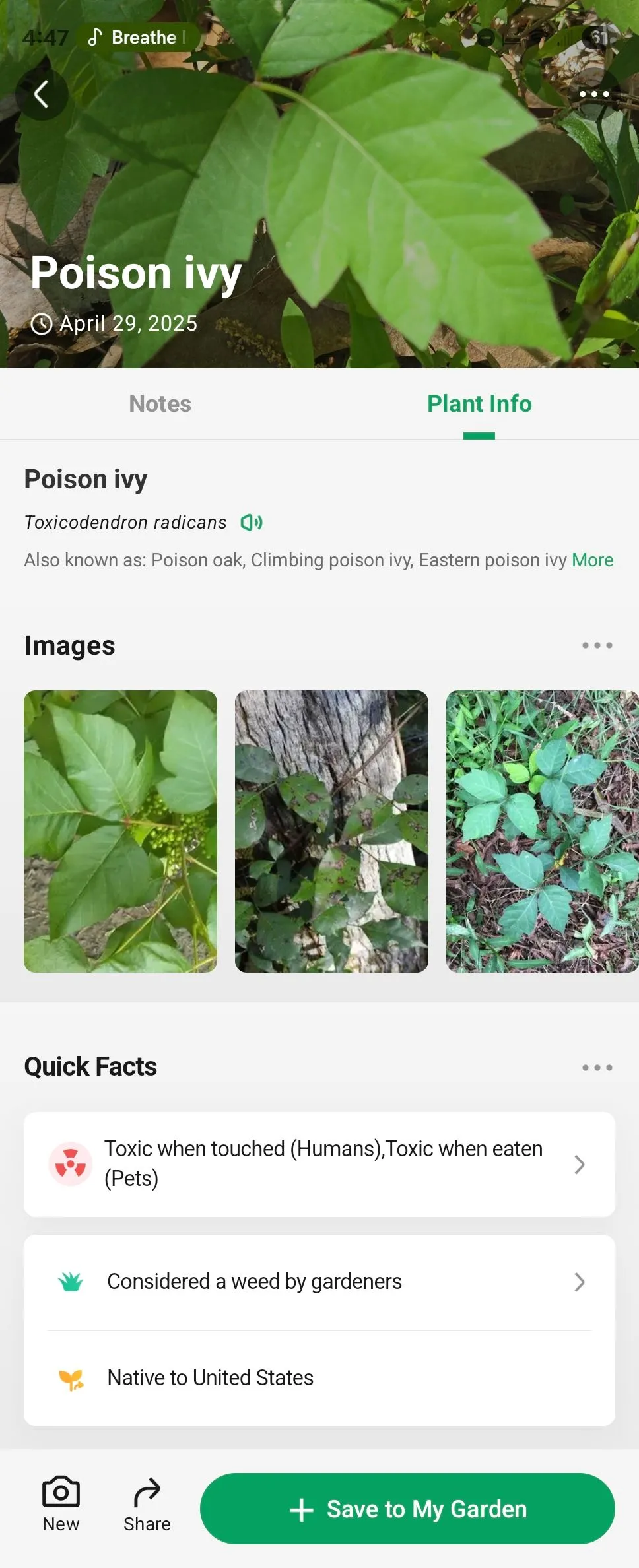 Chi tiết về cây thường xuân độc (poison ivy) trong ứng dụng PictureThis, cảnh báo nguy hiểm.