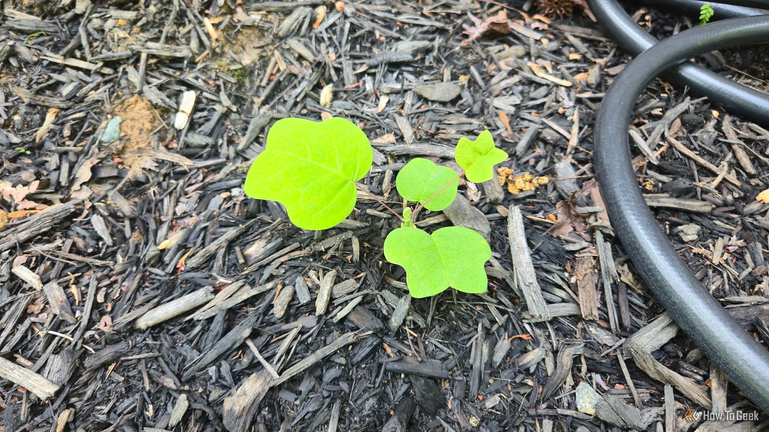 Một cây con Tulip Poplar (hoàng dương) nhỏ, dễ dàng nhận diện bằng ứng dụng.